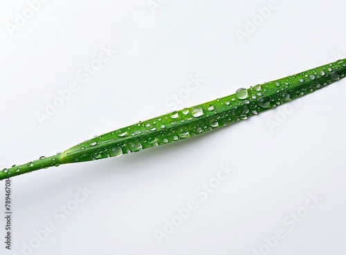 A long green stem with small, clear water droplets on it, against a isolated white background