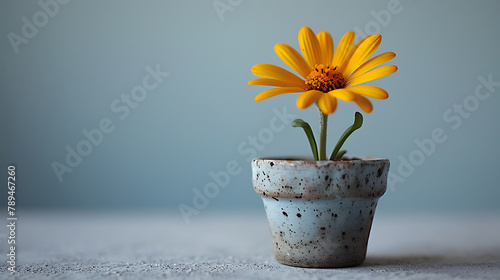 Beautiful calendula flower in a pot (ID: 789467260)