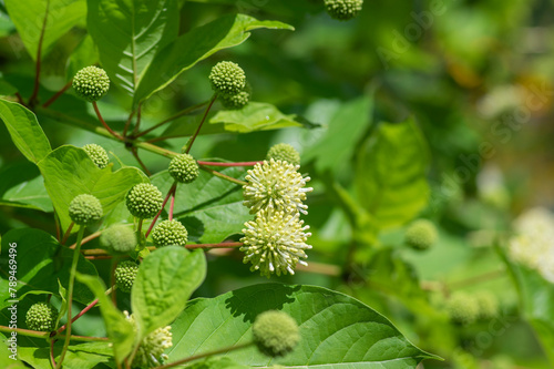 Cephalanthus occidentalis mexical white flowering plant, bright beautiful buttonbush honey bells flowers in bloom photo