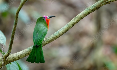 Beautiful green birds in nature Red-bearded Bee-eater