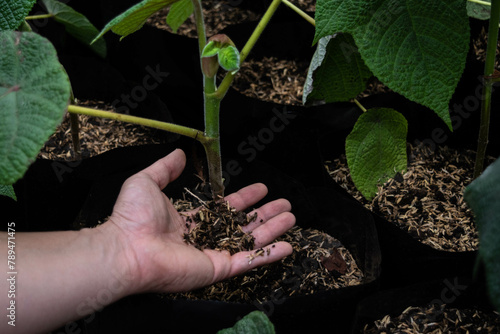 hands holding plant