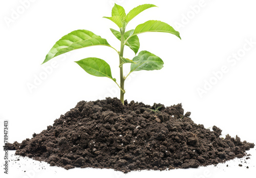 Wallpaper Mural Green growth Torontodigital.ca