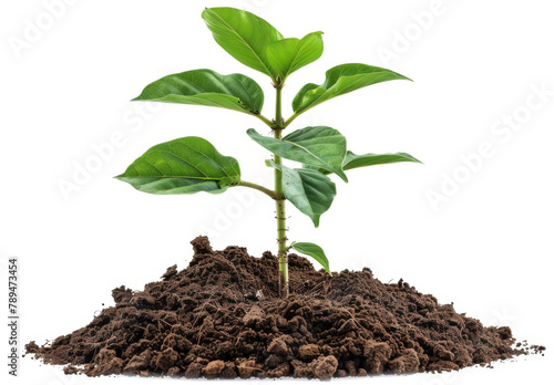 Wallpaper Mural Green growth Torontodigital.ca