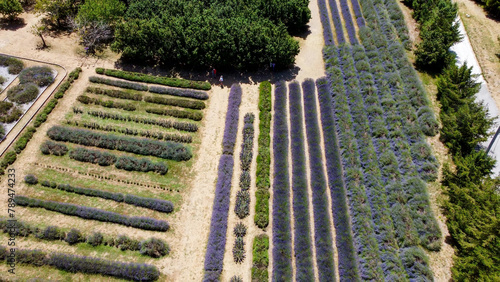 aerial pictures made with a dji mini 4 pro drone over parco della lavanda near morano calabro, Calabria, Italy. photo