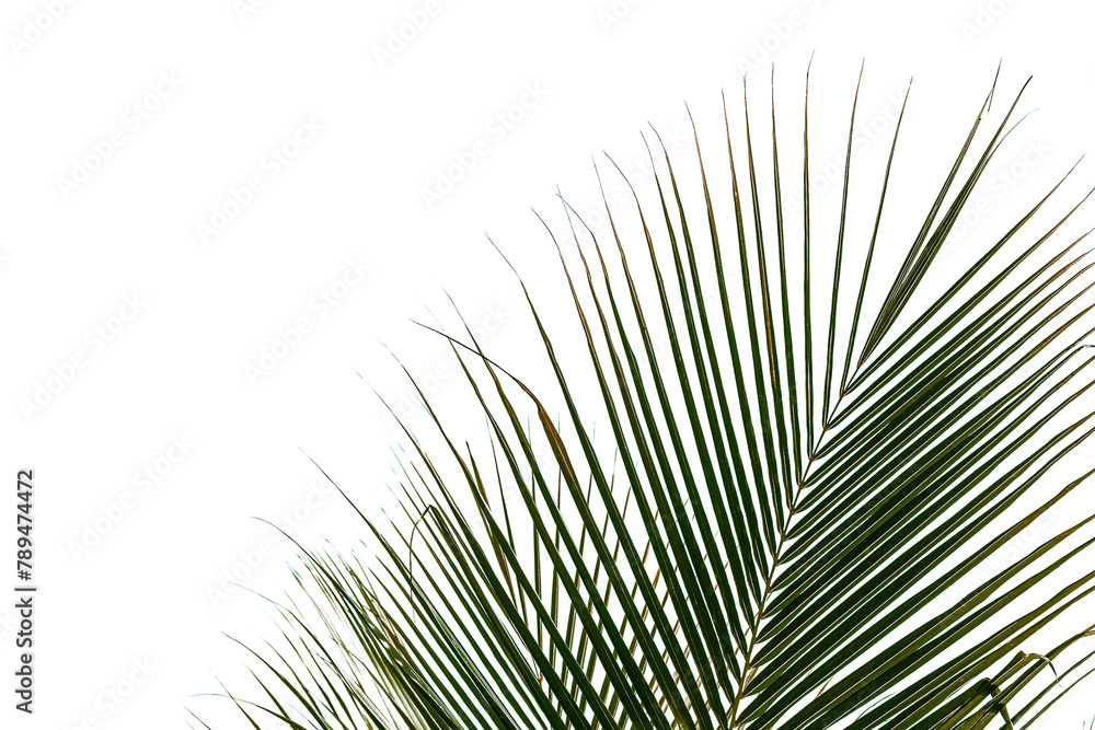 Obraz premium Tropical palm leaf design element