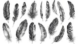 Vibrant feathers on a clean white backdrop. Ideal for design projects
