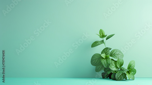 Mint leaves on mint background copy space peppermint  top view 