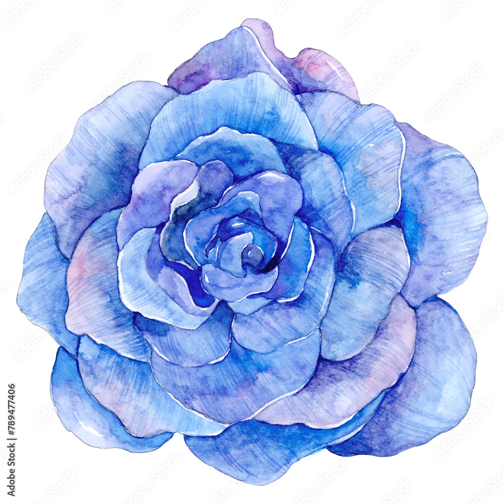 Fototapeta premium Purple watercolor rose png flower illustration