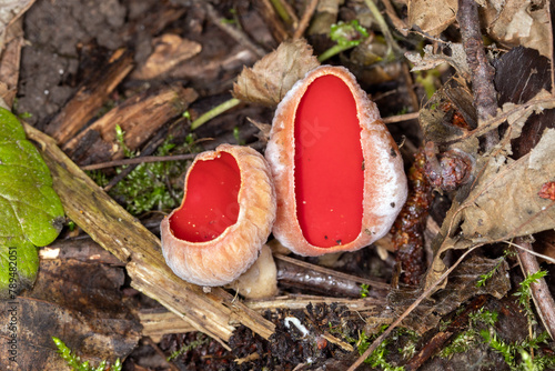 Scharlachroter Kelchbecherling, Sarcoscypha coccinea sl, incl. austriaca, Leverkusen Opladen, 17.02.2023 photo