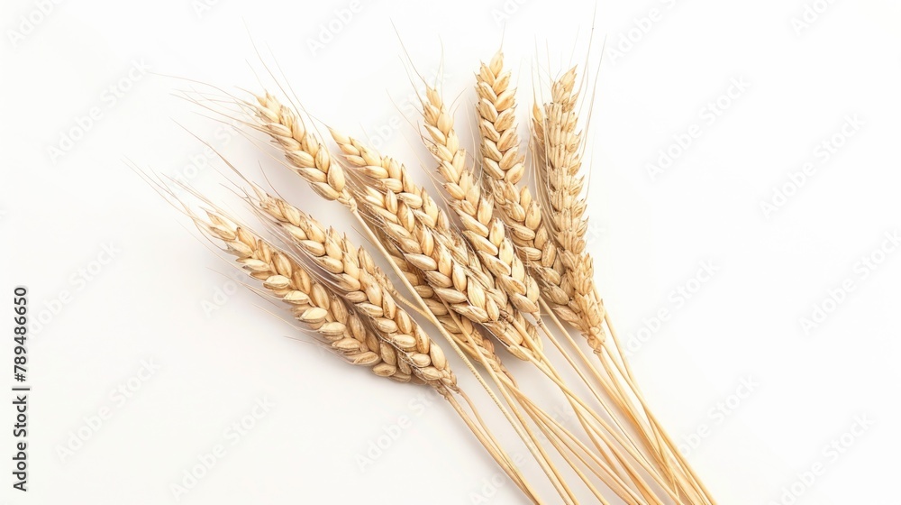 Fototapeta premium Three stalks of wheat on a white surface, perfect for agricultural concepts