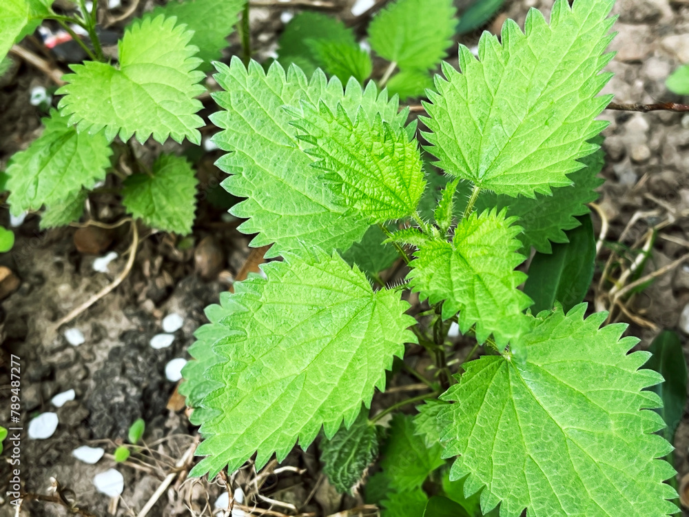 green nettle leaves grow on a nettle bush in the forest green nettle leaves grow on a nettle bush in the forest