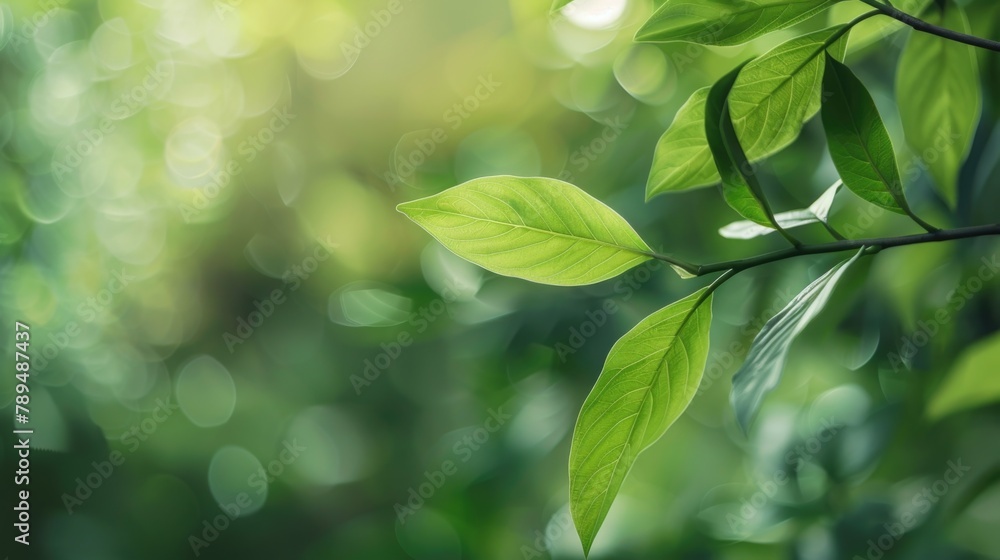 Detailed close up of a leaf on a tree branch. Suitable for nature themes Detailed close up of a leaf on a tree branch. Suitable for nature themes