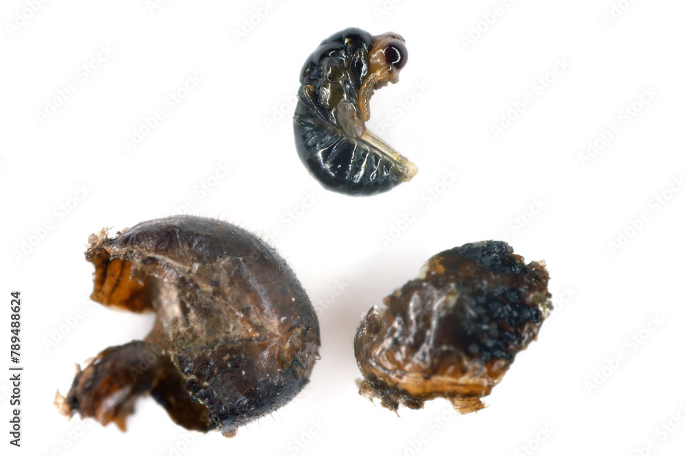 Parasitoid, the pupa of a parasitic wasp taken from inside the Cinara aphid. - obrazy, fototapety, plakaty 