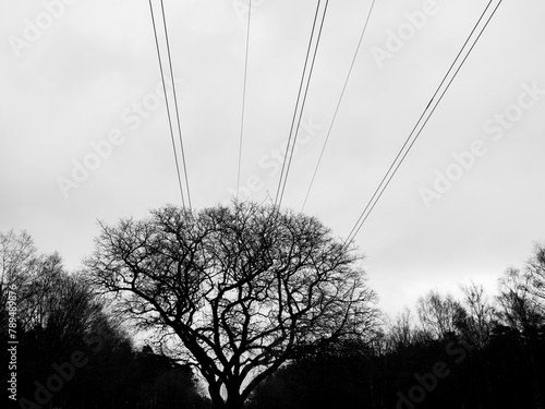 Tree and Power Lines in Black and White