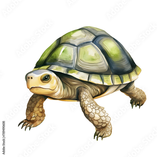 turtle, watercolor style, illustration.