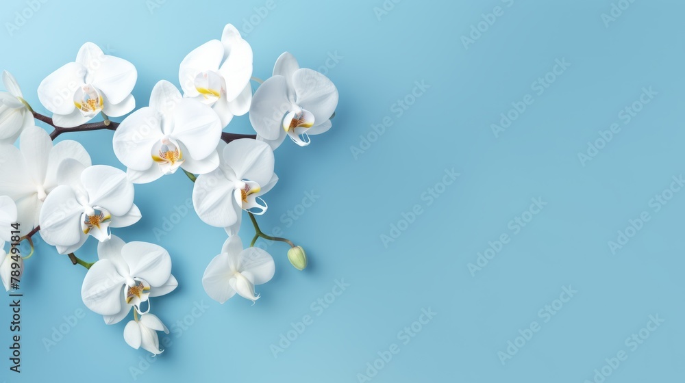 Obraz premium Beautiful White Phalaenopsis orchid flowers on pastel blue background top view flat lay. Tropical flower, branch of orchid close up.
