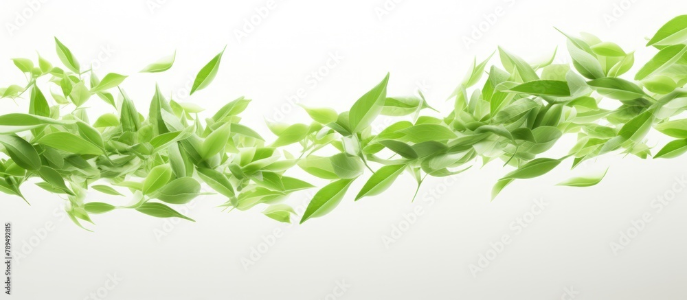 green tea leaves falling abstract background on white background green tea leaves falling abstract background on white background
