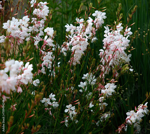 Closeup of the white and pink flowers of the summer flowering garden perennial plant Gaura lindheimeri whirling butterfly photo