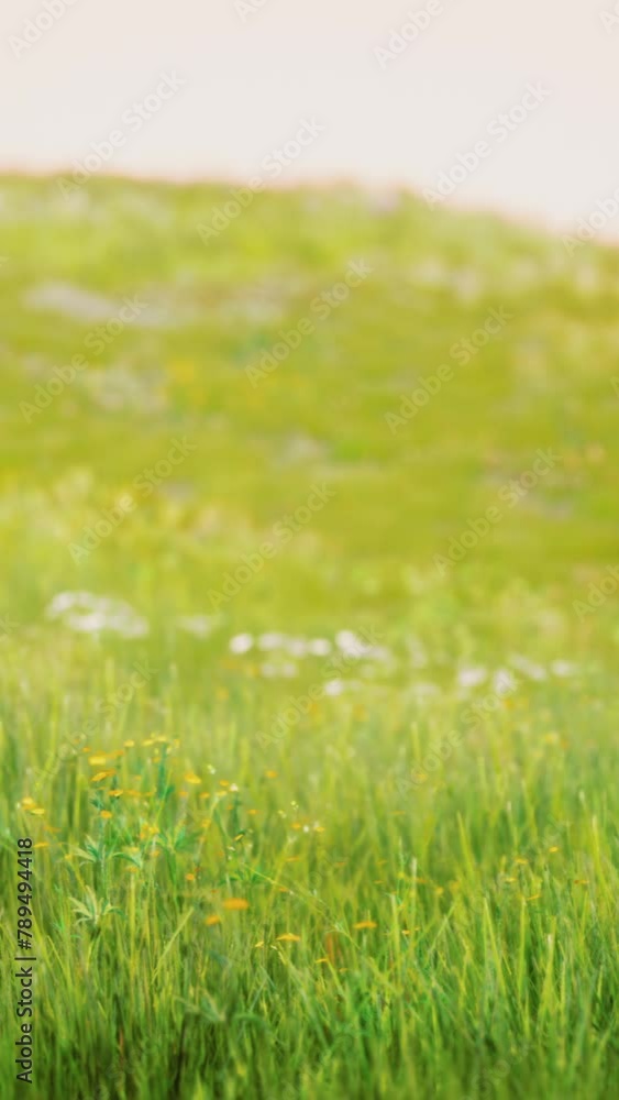 Green Grass Landscape with Hills and Blue Sky Green Grass Landscape with Hills and Blue Sky