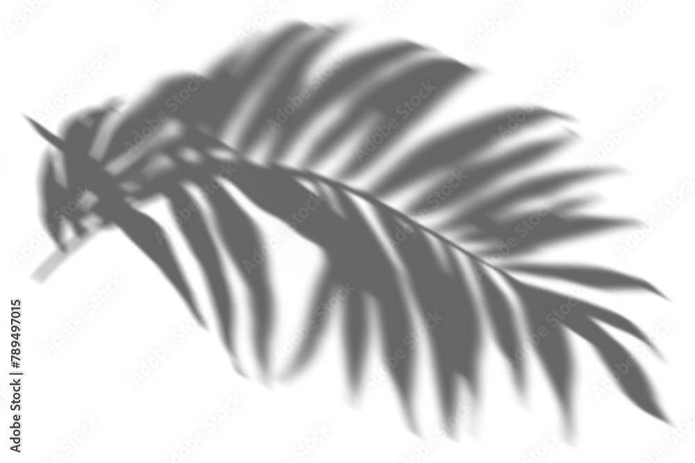 Fototapeta premium PNG palm leaf shadow effect, transparent background