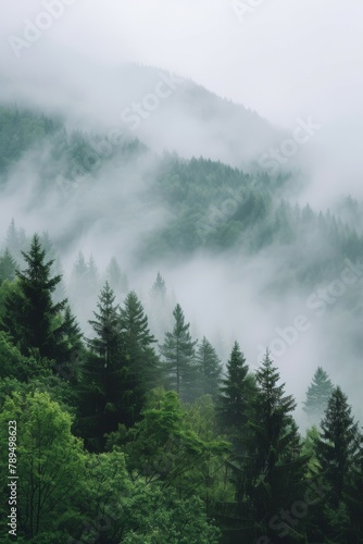 Scenic foggy mountain range with green pine tree forest