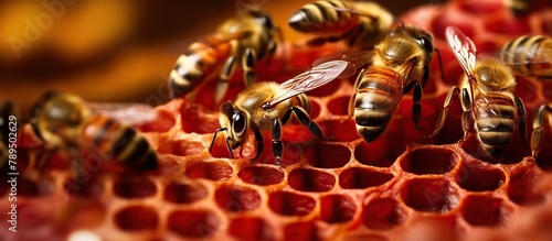 Macro photo of working bees on honeycombs. Beekeeping and honey production