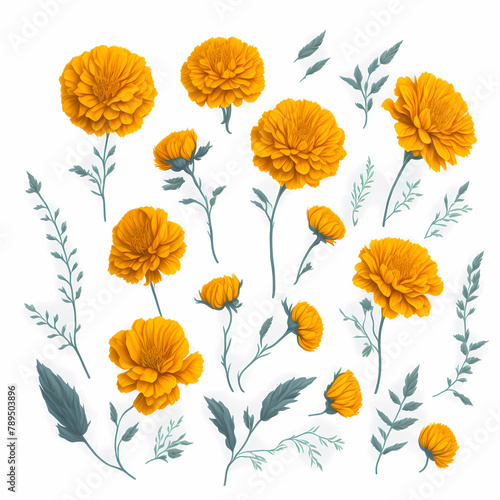 Yellow marigold or yellow flower with composition of flower and leaf segments isolated on white background.