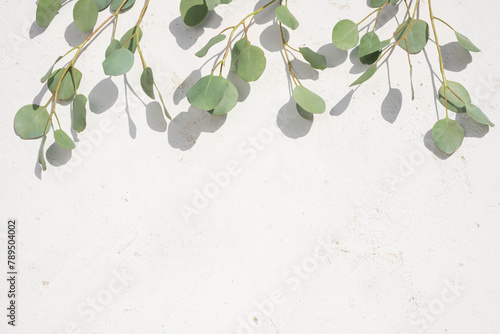 Branches with fresh green eucalyptus leaves on abstract wall texture background with space