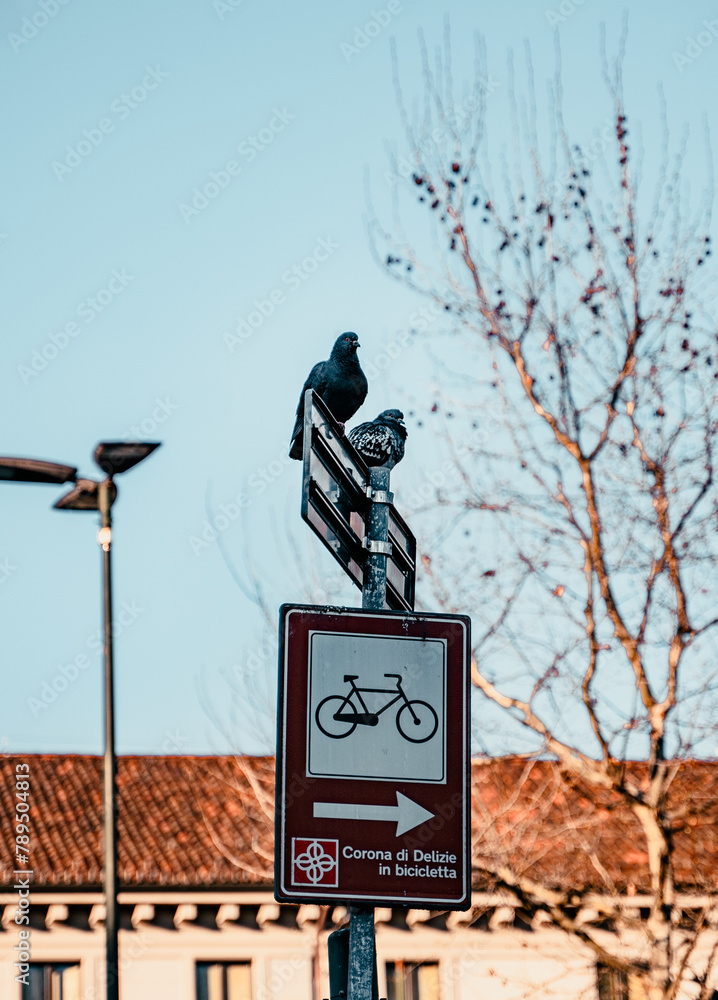 Pigeons perched on a sign with a view of the sky in downtown Turin