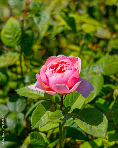 Pink Rose isolated in green leaves on sunny day (ID: 789507662)