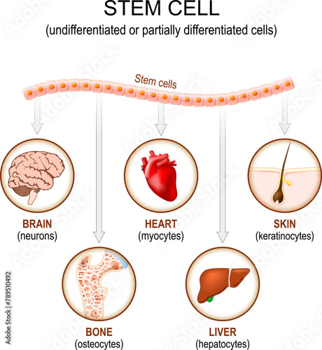 Stem cell application