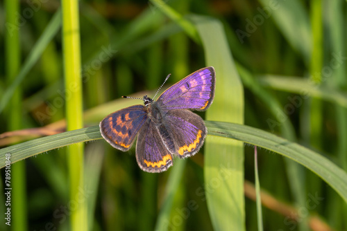 Lycaena helle, Blauschillernder Feuerfalter, Männchen, Berk, Eifel, 27.05.2023