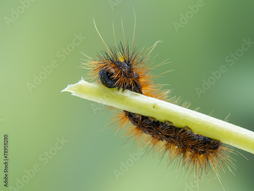 P4160054 silver-spotted tiger moth caterpillar, Lophocampa argentata, eating plant stem, cECP 2024 photo