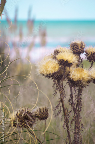 urchin on the beach