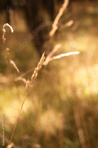 grass and sun