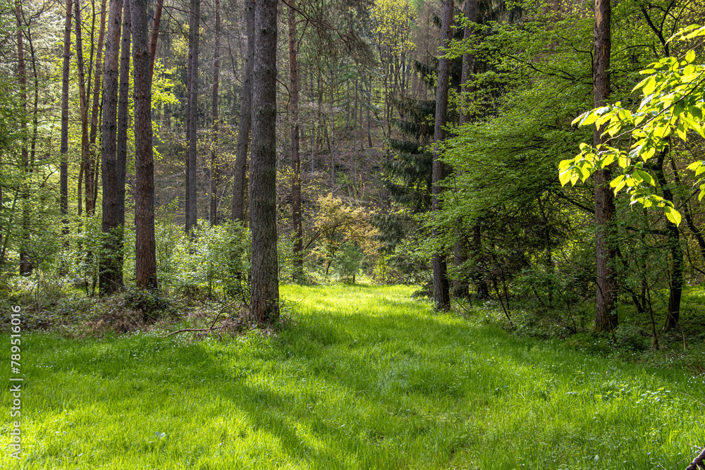 Forest meadow in spring in a nature reserve in the Allgäu Forest meadow in spring in a nature reserve in the Allgäu