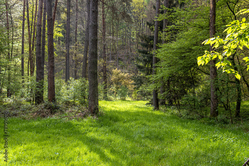 Forest meadow in spring in a nature reserve in the Allg  u