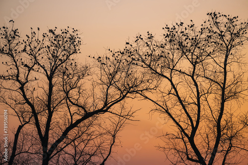 Stare versammeln sich bei Sonnenuntergang im Frühling um die Nacht zu verbringen .