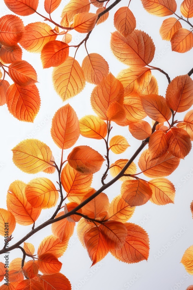 A gentle array of backlit orange leaves on a branch, with a soft-focus background, showcasing the delicate side of autumn.