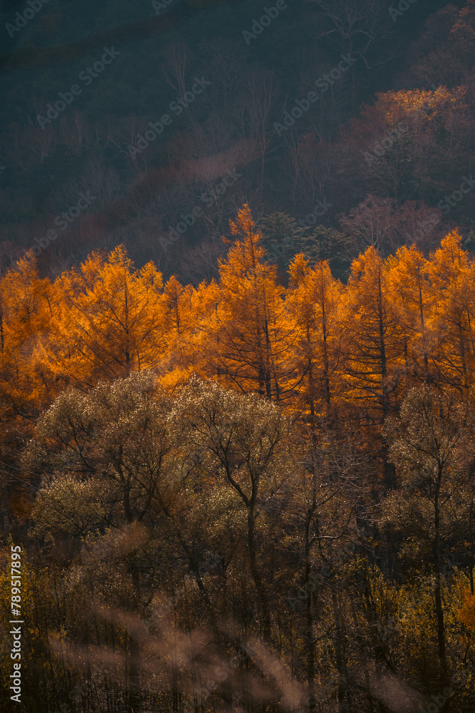 Experience the Vibrant Colors of Autumn in Japan: Exploring the Majestic Forests and Gardens of Kyoto, A Spectacular Landscape of Red, Orange, and Green Maple Leaves Against the Serene Sky