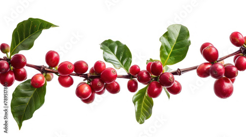 red coffee beans on branch with leaves isolated on white background