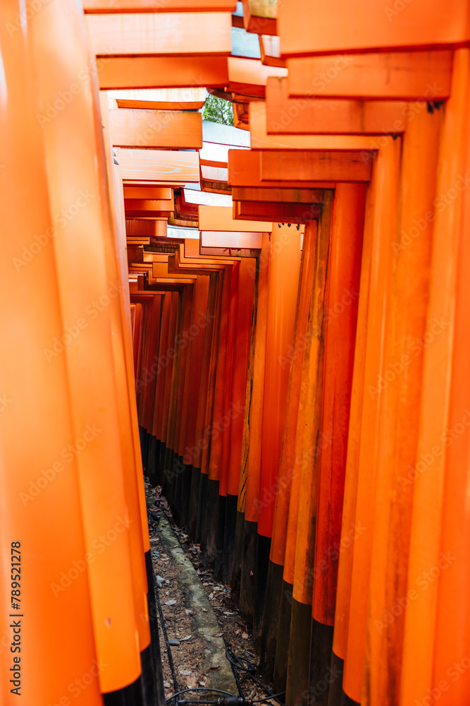 Illuminated Pathway: Torii Gates at Fushimi Inari Illuminated Pathway: Torii Gates at Fushimi Inari