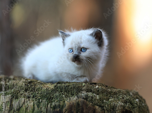 small funny white kitten on a stump