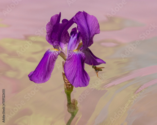 Low flying wasp approaching iris over water photo