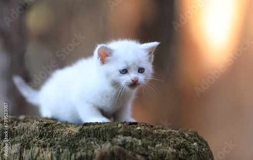 small funny white kitten on a stump