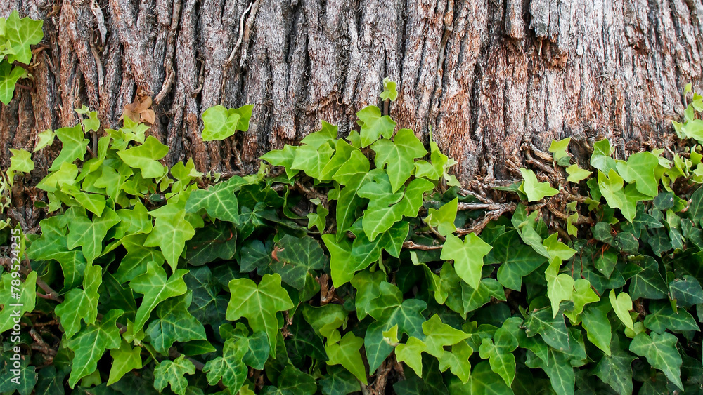 old tree covered with common green ivy leave close up, natural texture background. 