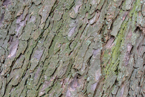 Close Up Bark Of A Aesculus Hippocastanum Tree At Amsterdam The Netherlands 4-4-2024