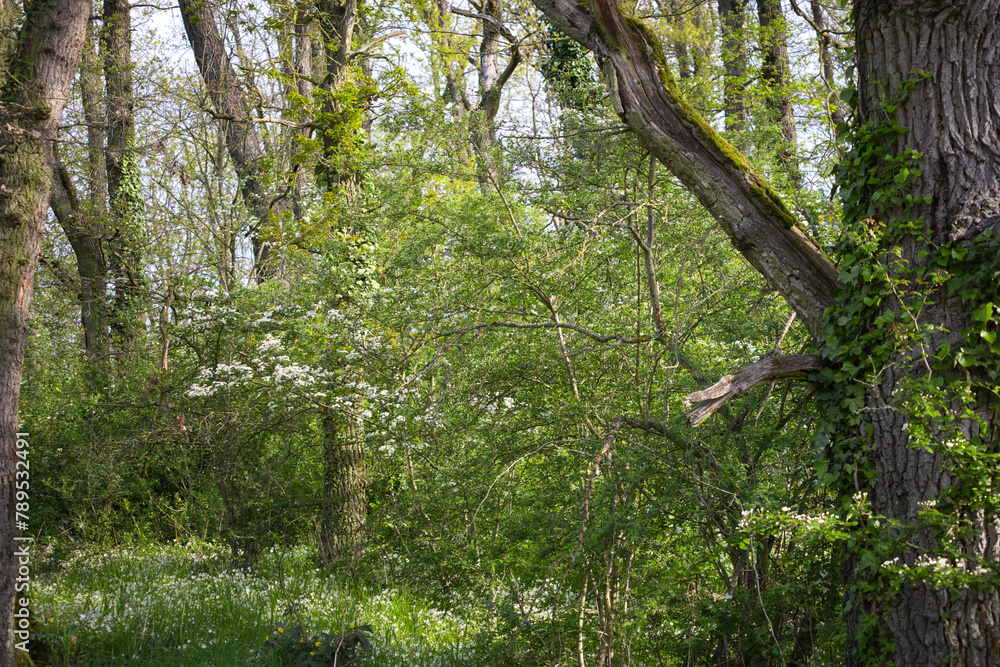 Wald Wald