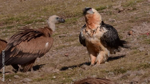 Bearded vulture in the Pyrenees eating a bone next to a griffon vulture, Spain.