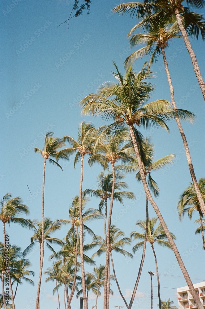 Palm trees above city Palm trees above city